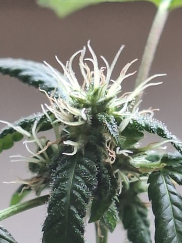 Armário  — flower, day 17