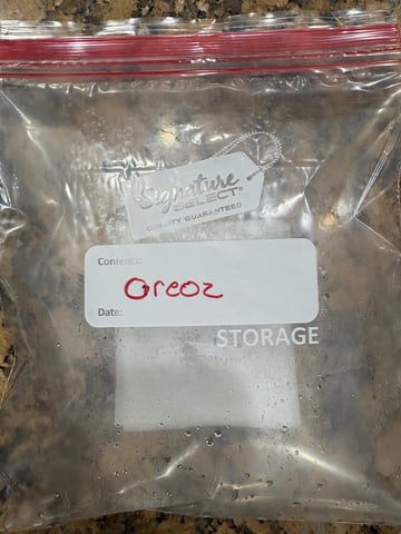 First Grow (Hydro) — germination, day 1