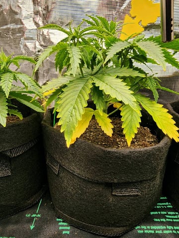 HE1E we GROW  — vegetative, day 50