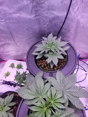 Making Crosses  — vegetative, day 68