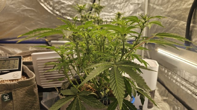 Autos For The Rest Of Winter 🔥🔥😉 — germination, day 12
