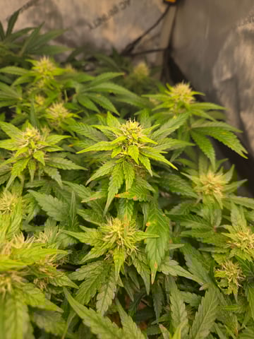 White rhino — flower, day 79