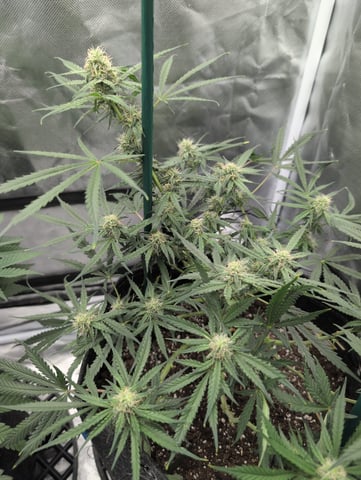 memphisto 3 bears OG, ethos high note r1 — flower, day 50