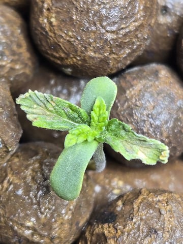 STELLA — seedling_rooting, day 21