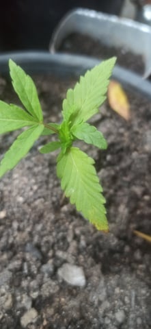 Prentwins — vegetative, day 20