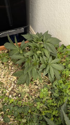 Quick Auto Summer Grow
