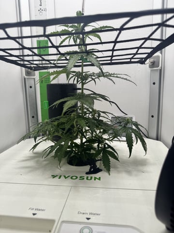 Mindfield - with Girl Scout Cookies (auto) — vegetative, day 10