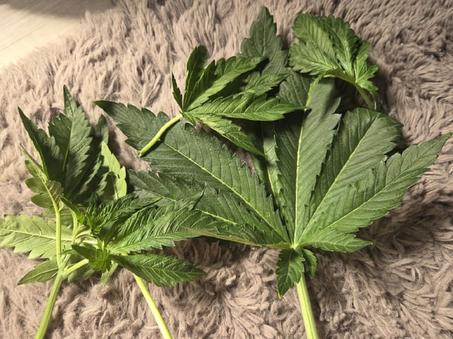 White Widow + Papaya Bomb — vegetative, day 39