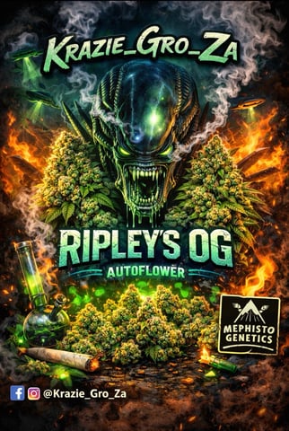 Rippleys OG Auto (Mephisto Genetics) 1st Attempt at Autos — vegetative, day 21