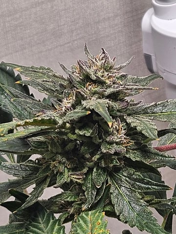 Mango Runtz — flower, day 80