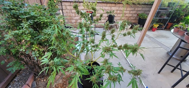 Poison Rainbows — flower, day 161