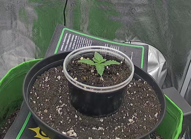 FastBuds Photo-Lemon Mandarin  — seedling_rooting, day 13