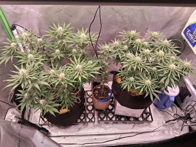 fruity pebbles, cap junky — flower, day 84