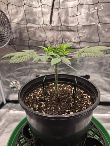  Insane OG — vegetative, day 36