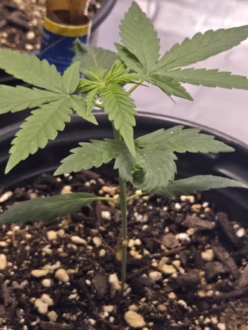 first grow second plant  — vegetative, day 20