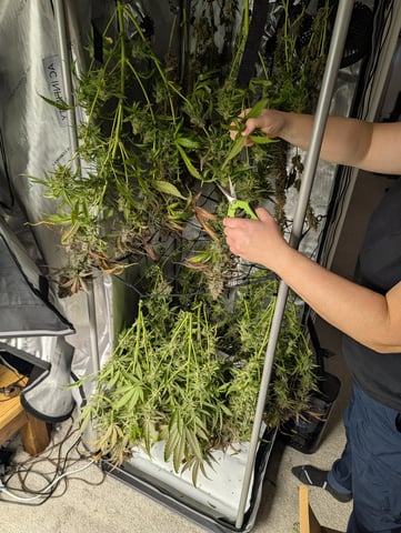 Grow #4 — harvest, day 86