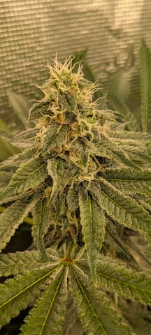 1st grow continued  — flower, day 29