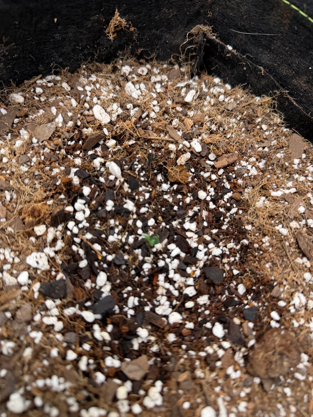 Blizzy Dropz By Z-Autoflower Genetics 