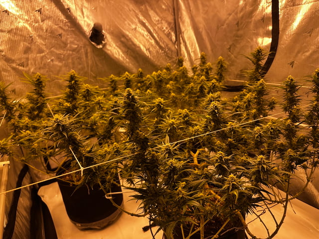 XJ-13 x Pennywise — flower, day 113