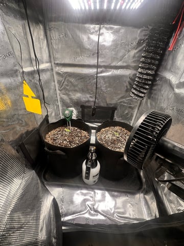 Gorilla Cookies — 1st Grow — seedling_rooting, day 11