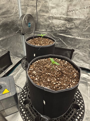 Mimosa Sunrise XXL 3x3 tent — seedling_rooting, day 1