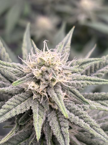 Gorilla Runtz — flower, day 67