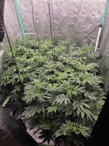 Relentless Genetics Trop Cherry S1 — flower, day 39