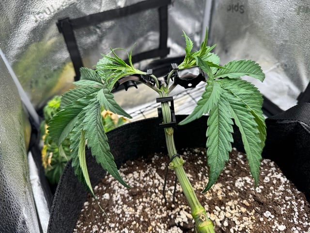 Garden of Weed’n 3.0 — vegetative, day 41