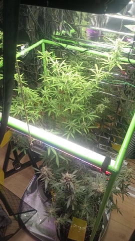 Gelato & Amnesia  — flower, day 75