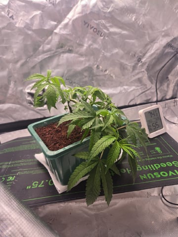 Funk Mtn (Mother) — vegetative, day 20