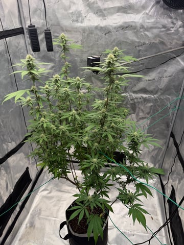  Apple fritter  Clones round two