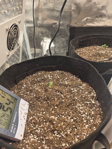 Harleys grinn — vegetative, day 15