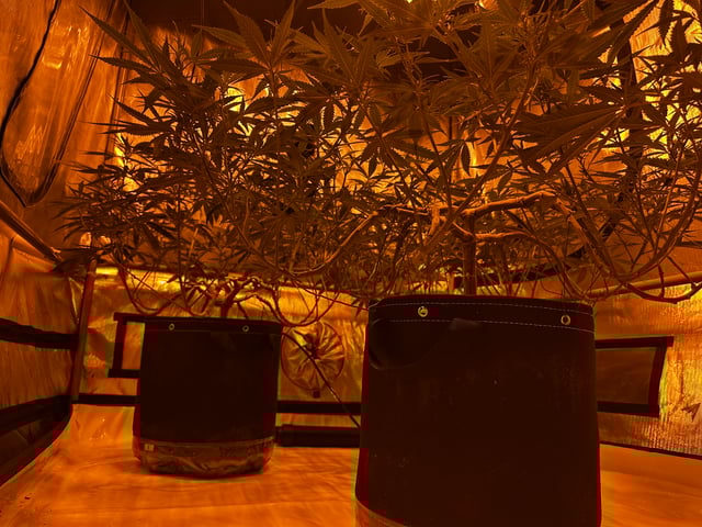 XJ-13 x Pennywise — flower, day 88