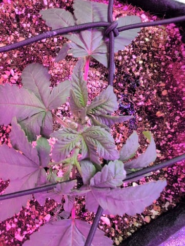 2025-26 — vegetative, day 14