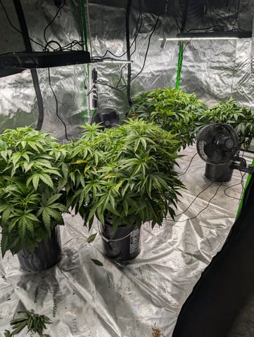 Acapulco Gold  — flower, day 57