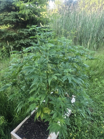 Grandpa Cookies, Black Cherry Soda And Lemon Trees