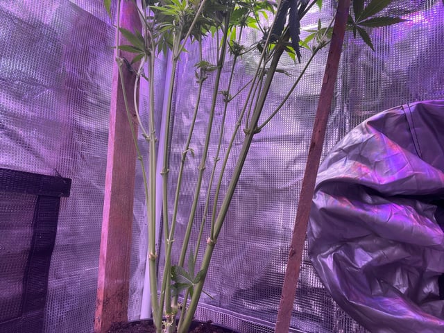 Auto variety  — flower, day 58