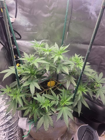 Looking for advice! — flower, day 51