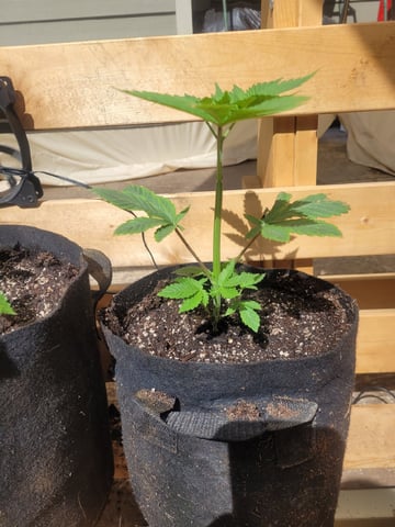 Making Crosses  — vegetative, day 55