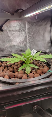 My First Grow — vegetative, day 27
