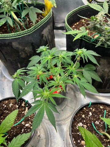 32oz Container Grow — auto, day 11