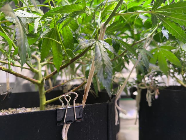 Green Gelato — flower, day 55