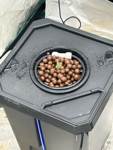 Hydro grow left — germination, day 1