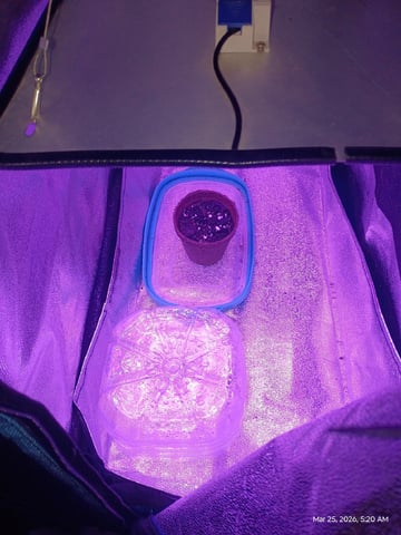 Red Runtz R Seed From Already Unknown Harvest — seedling_rooting, day 4