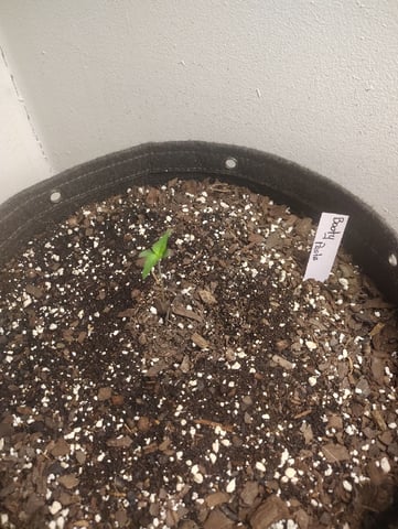 Beans For Days run — seedling_rooting, day 6