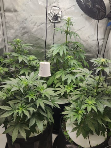 Rings of Saturn & Ghostboosters - Apollo Haze Artisanal Line — flower, day 39