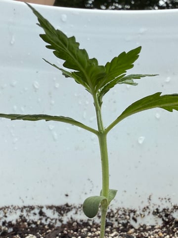 •Freedom Grow• — seedling_rooting, day 19