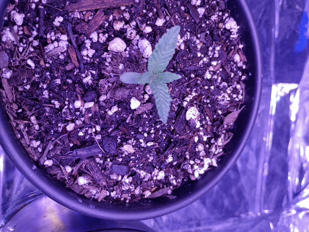 Nother Lights