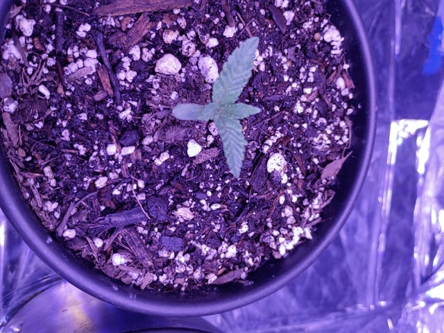 Nother Lights