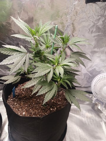 4th Grow — vegetative, day 36